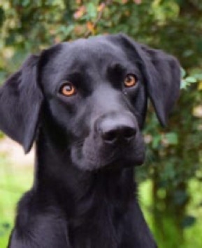 Claire vom Velthover Winkel, Labrador Retriever