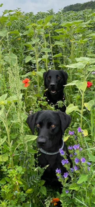 Claire vom Velthover Winkel, Labrador Retriever